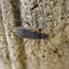Zeridoneus costalis