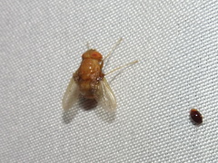 Ormia brevicornis