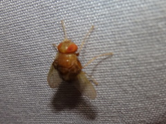 Ormia brevicornis