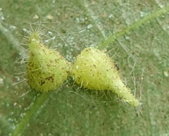 Caryomyia inclinata