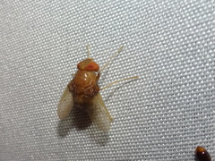 Ormia brevicornis