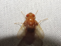 Ormia brevicornis