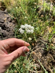 Perideridia parishii