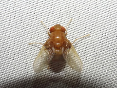 Ormia brevicornis