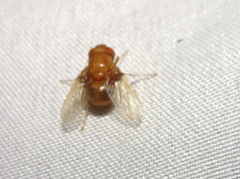 Ormia brevicornis