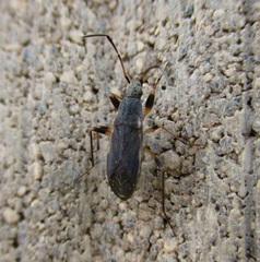 Zeridoneus costalis