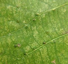 Caryomyia inclinata