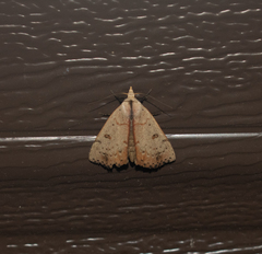 Scolecocampa liburna