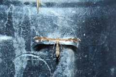 Dejongia lobidactylus