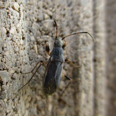 Zeridoneus costalis