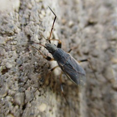 Zeridoneus costalis