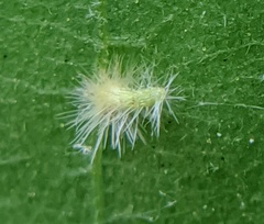 Caryomyia albipilosa