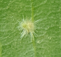 Caryomyia albipilosa