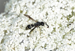 Ancistrocerus albolacteus