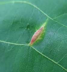 Phylloxera caryaevenae