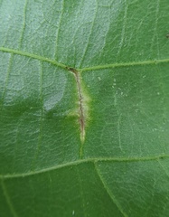 Phylloxera caryaevenae