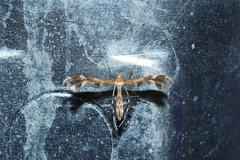 Dejongia lobidactylus