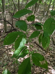 Magnolia acuminata