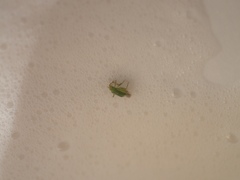 Orthotylinae