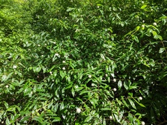 Cephalanthus occidentalis