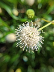 Cephalanthus occidentalis