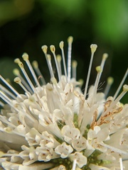 Cephalanthus occidentalis