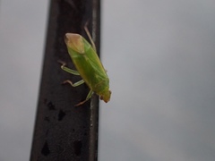 Orthotylinae