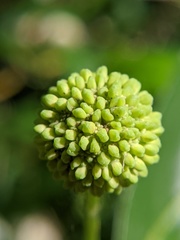 Cephalanthus occidentalis