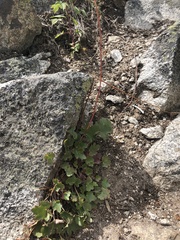 Heuchera grossulariifolia