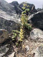 Heuchera grossulariifolia