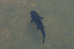 Steindachneridion melanodermatum