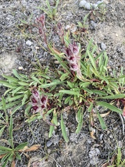 Penstemon gormanii