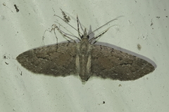 Eupithecia unicolor