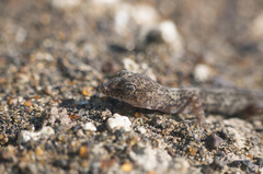 Phyllodactylus gerrhopygus