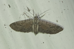 Eupithecia unicolor