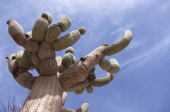 Browningia candelaris