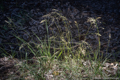 Poa wheeleri