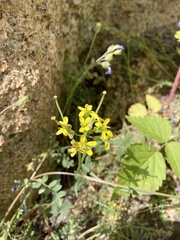 Erysimum coarctatum
