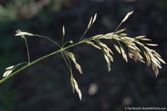 Poa wheeleri