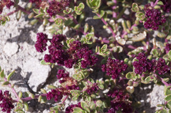 Cistanthe celosioides