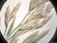 Poa wheeleri