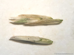 Poa wheeleri