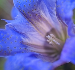 Gentiana affinis ovata