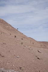 Browningia candelaris