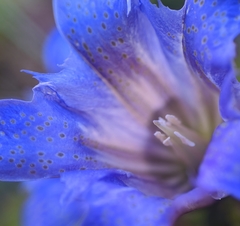 Gentiana affinis ovata