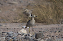 Burhinus superciliaris