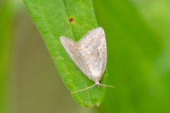 Protodeltote albidula