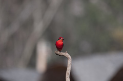 Pyrocephalus rubinus cocachacrae