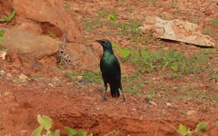 Lamprotornis chalybaeus