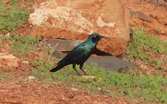 Lamprotornis chalybaeus